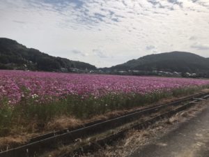 ２０２０年 福岡県の穴場なコスモス畑を２カ所紹介 まりもブログ
